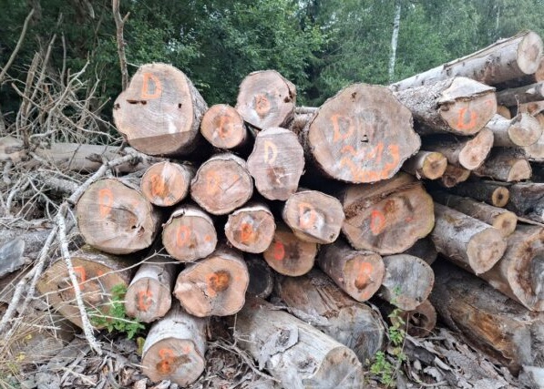 Tanne1-600x450-1-1